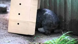Wombat!