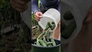 Harvest Garden
