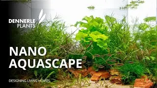 TUCANO BAY - NANO AQUASCAPE TUTORIAL 🌿 Dennerle Plants