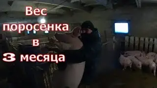 Вес поросенка в 3 месяца/Разведение свиней