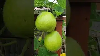 Shokher Bagan Shokher Vegetables | Holiday time