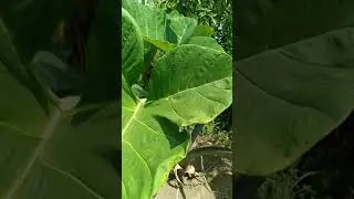 WANGUL OMULABEWO  NGOKOZESA EJUNI