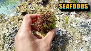 PAMUMULOT NG IBAT IBANG LAMANG DAGAT HABANG MABABA ANG TUBIG (seafoods)