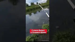 Дикий Жор Сазана #fishing #рыбалка #shortvideo #карп #сазан #карась #карпфишинг #shorts