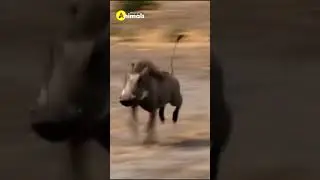 Cheetah Vs Pig #shorts