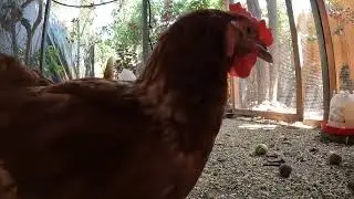Backyard Chickens Relaxing Coop Sounds Noises Hens Clucking Roosters Crowing Continuous!