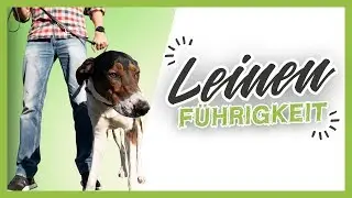 LEASH TRAINING ▶︎ 3 simple tips to help your dog learn quickly