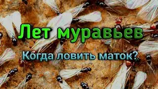 Когда ловить муравьиных маток? Как я поймал мирмик в апреле? Киперблог. Выпуск 4.