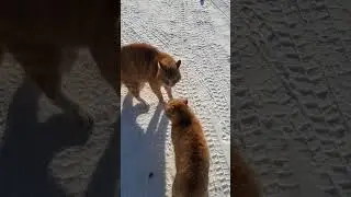 Соседские коты, два брата- акробата #забавныеживотные #жизньвдеревне #кот #котики