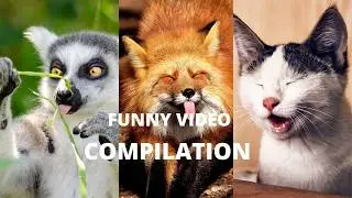 Animals Being Absolutely HILARIOUS 😂 | Funniest Animal Moments Ever