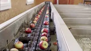Winkelmann Obst AG Sortierung
