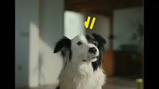 AdTab CRO – DOG VIDEO 10s - PM-HR-23-0083 YT