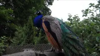 Korkeasaari ZOO  - peacock - Helsinki, Finland