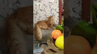 Ты мне не веришь 💞🙋🌲