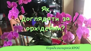 Як доглядати за орхідеями - поради експертів ЯРОС