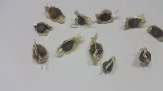 SEMILLAS DE MORINGA