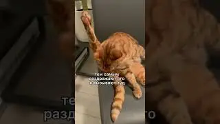 Почему кошка или собака ездят на попе по полу? 