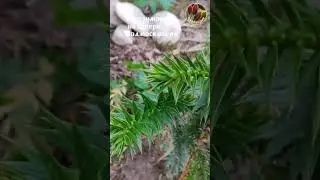 Араукария чилийская зимует в Подмосковье - чудеса однако!