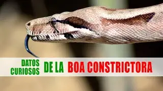 Boa constrictora, Mazacuata, Lampalagua | Datos curiosos de animales