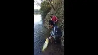 Negao soltando dourado 8kg