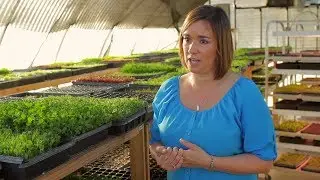 МИКРОЗЕЛЕНЬ новый суперфуд в GreenTerra