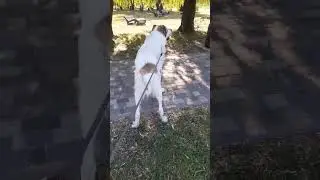 Алабай Булат не захотел купаться