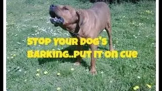Dog Training Basics Training Your Dog To Stop Barking On Cue
