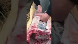 Разделываем тушь свиньи-- поросёнка