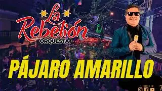 LA REBELIÓN Ft. JOSÉ LUIS CERDÁN 📣 Pájaro Amarillo | Cajamarca de Fiesta