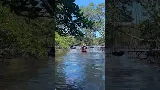 Exploring Miami’s waterways in a clear kayak : HIGHLY RECOMMEND 🤩🛶