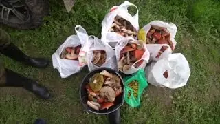 Собираем грибы боровики