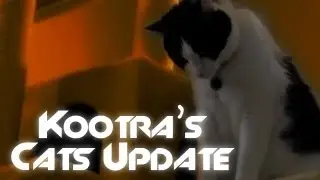 Kootra Cats Update (Pregnant Tali)