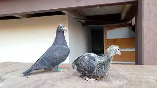 A quick look at the pigeons