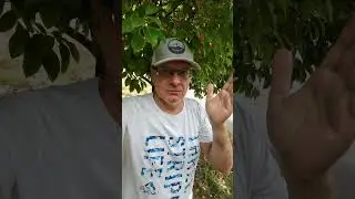 Просветление это развод 