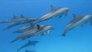 Non Stop Animal Facts That Will Blow Your Mind!!!