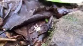 Ant Stalking #2 - Panama 2014