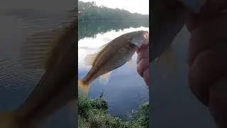Ultralight fishing with worms