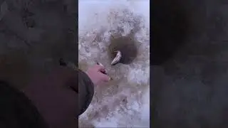 ДОМОЙ ДОМОЙ ПОШЛИ