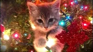breakcore mix for lonely christmas