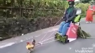 Петух потянет всех в новый год!