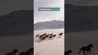 #лошади #horse #equestrian #funny #viral #2024 #asmr #кокпар
