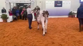 Dairy Shorthorn Junior Champion