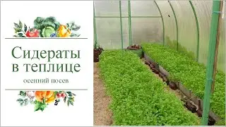 Обязательный осенний посев сидератов в теплице.