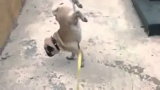 мопс с необычным фокусом. Прикол про собаку .Ржач.