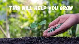 Top Organic Fertilizers for a Thriving Garden
