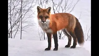 Wolves 101 | Nat Geo Wild