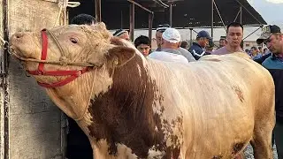 БУҚА БОЗОР ПАХТАБОД МОЛИ ФАРБЕ САВДО ЗУР РЕГАР 18 июня 2023 г.