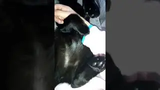 подпишись и поставь лайк, котик мой просит.
