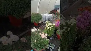 Мультифлора ложится спать 