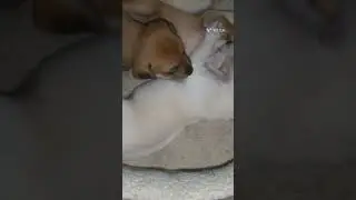 sometimes love mewpot feat. puppies #puppylove #puppyvideos